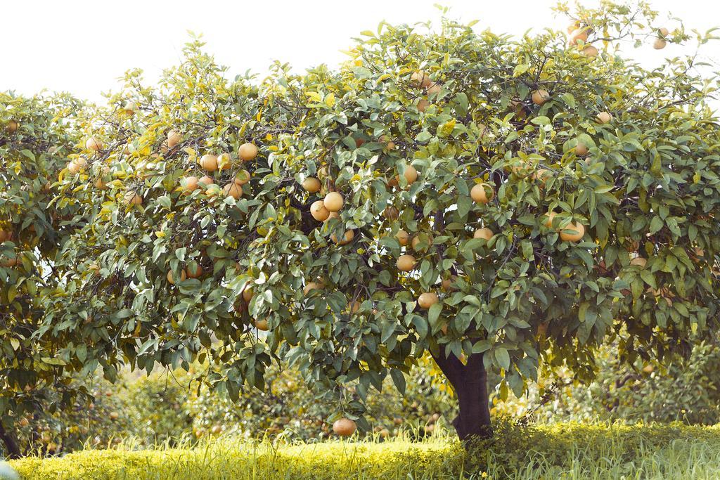 Olive Farm Of Datca Guesthouse (Adults Only) Экстерьер фото