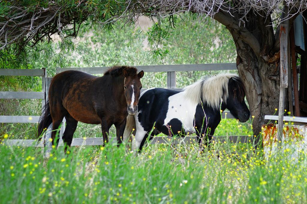Olive Farm Of Datca Guesthouse (Adults Only) Экстерьер фото
